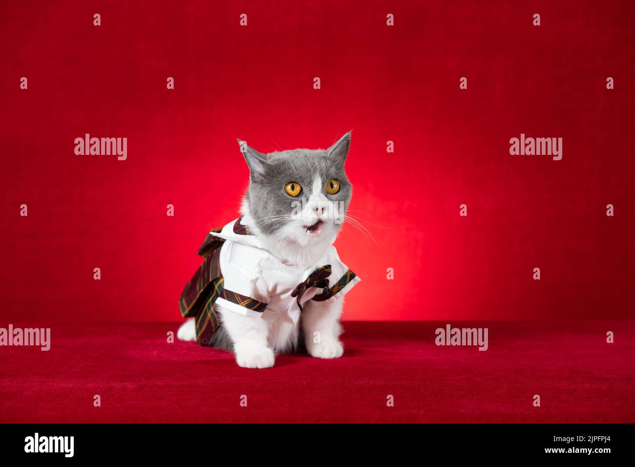 a cute british shorthair cat wears plaid skirt on red background Stock