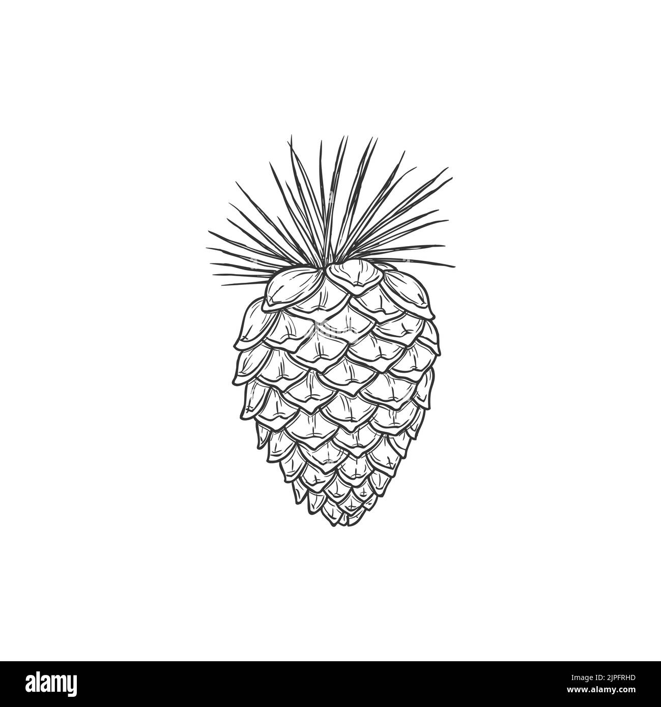 Tropical pine cone with needles isolated winter or autumn season decorative element. Vector spruce or fir-tree pinecone, conifer object monochrome sketch icon. Engraved pine-cone botanical decor Stock Vector