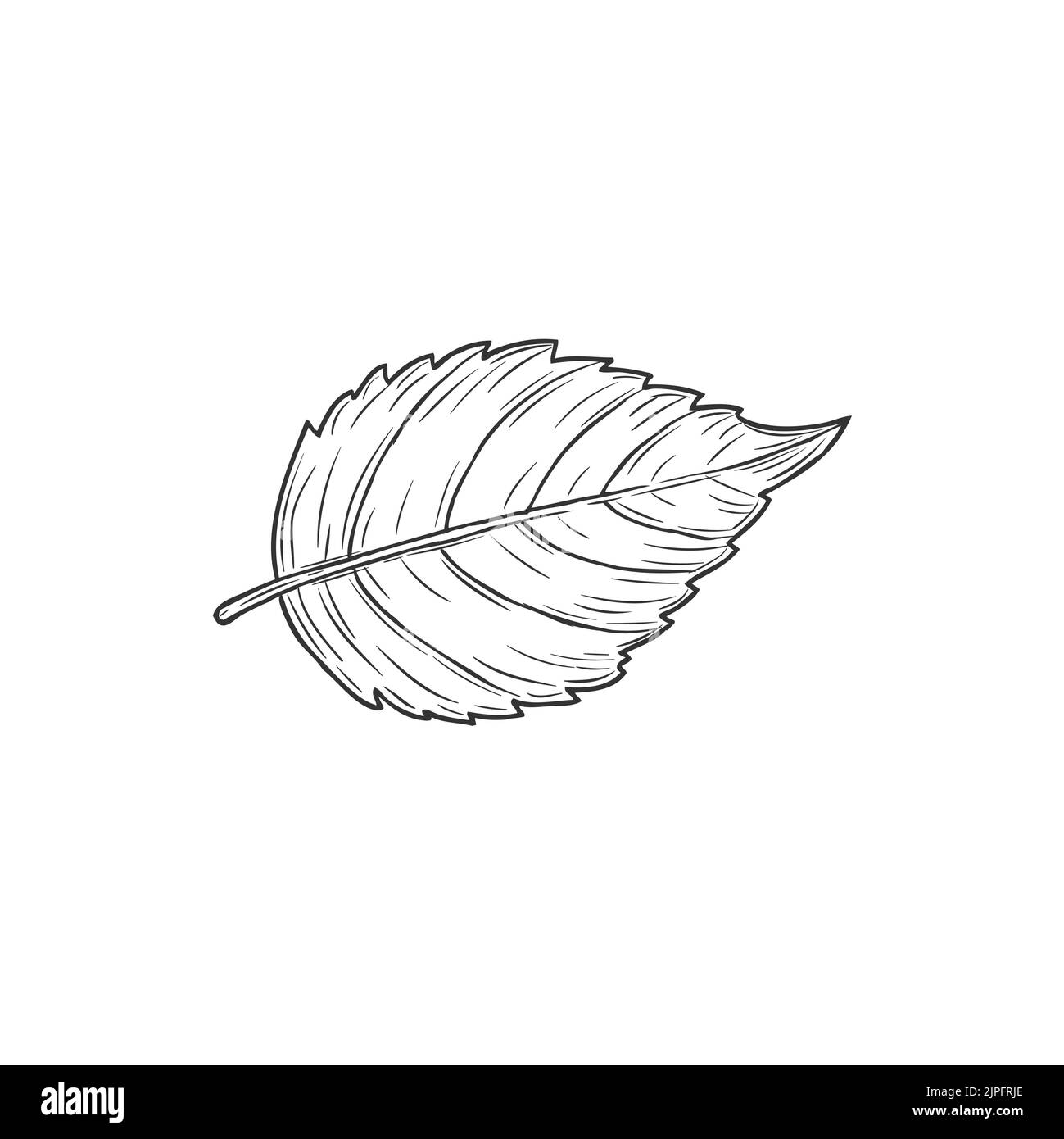 Elm or hornbeam leaf isolated plant sketch monochrome icon. Vector carpinus birch leafage, hand drawn ulmus. European hornbeam foliage, american horbeams leafage, blue-beech and musclewood Stock Vector