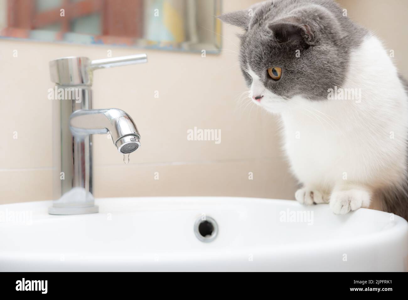 a british short hair cat watching a water tap with drips Stock Photo