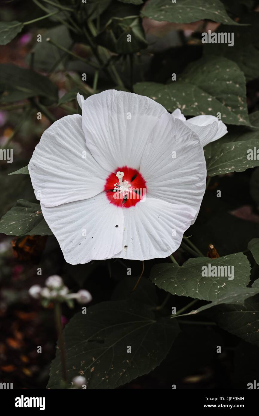 A White flower with red center Stock Photo - Alamy