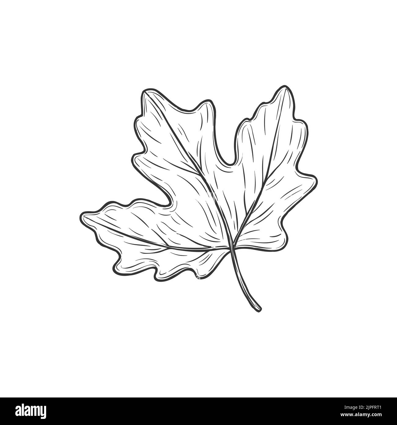 Viburnum leaf isolated plant sketch. Vector foliage on stem monochrome sketch, maple tree leafage. Spring or autumn symbol, leatherleaf decoration element. Fall or summer foliage hand drawn object Stock Vector