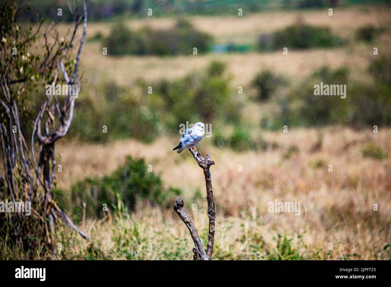 The gull-billed tern, formerly Sterna nilotica, is in the Laridae ...