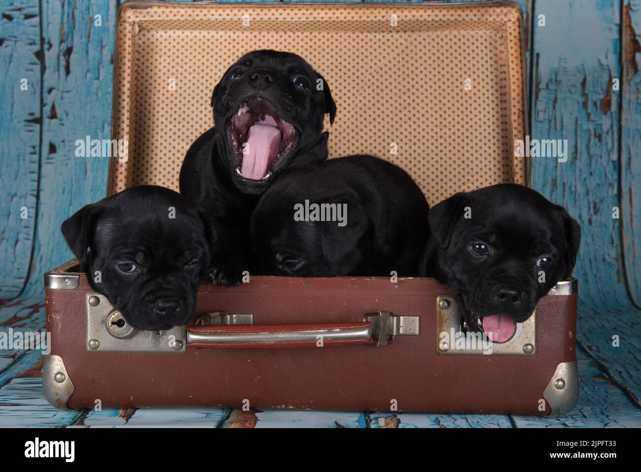 Black American Staffordshire Terrier dogs or AmStaff puppies in a retro suitcase on blue background Stock Photo