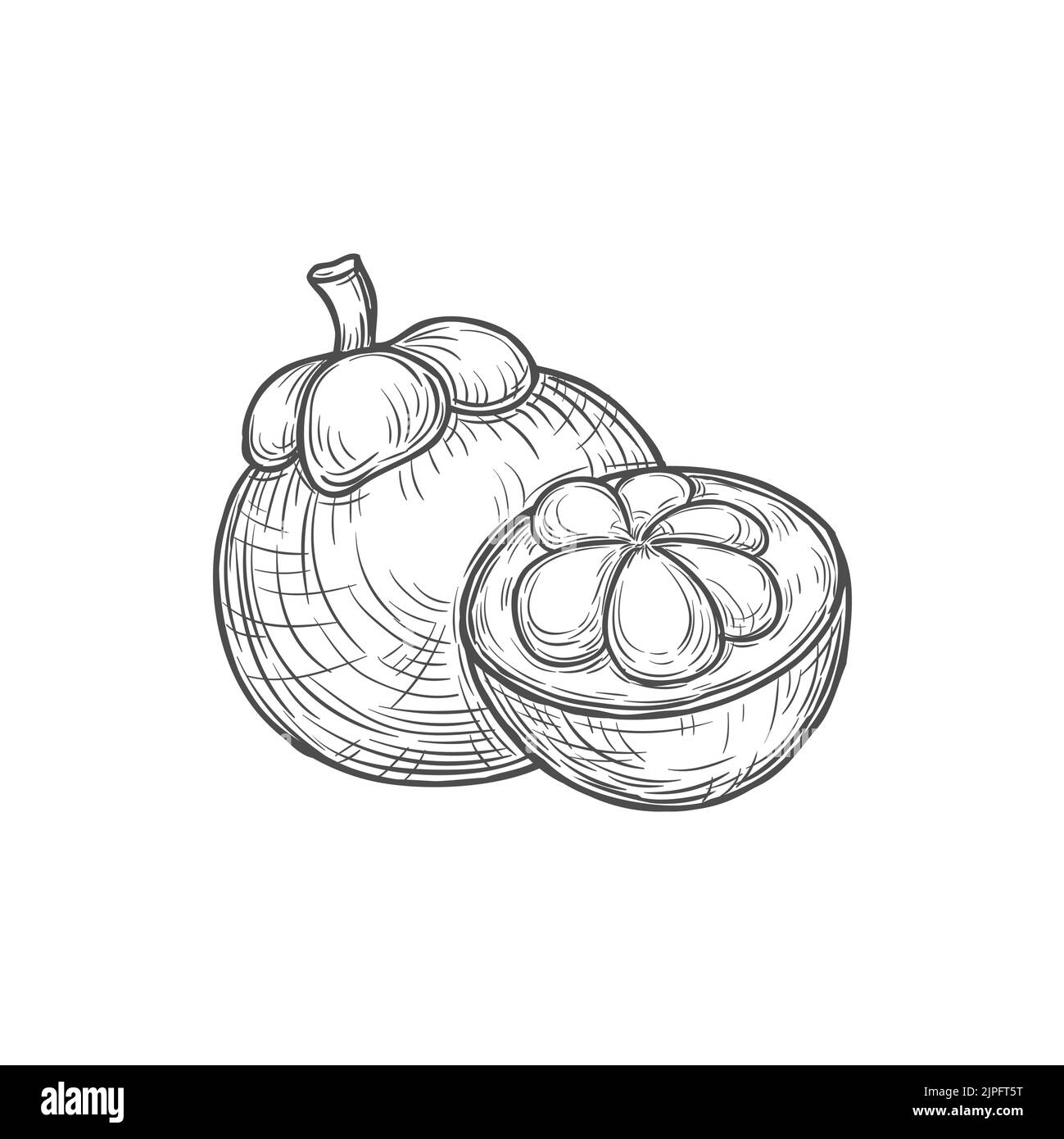 Exotic santol, cotton fruit isolated tropic food monochrome sketch icon. Vector vegetarian product, grocery Thailand food, edible vegetarian tropical santol. Open cotton fruit with seeds and pulp Stock Vector