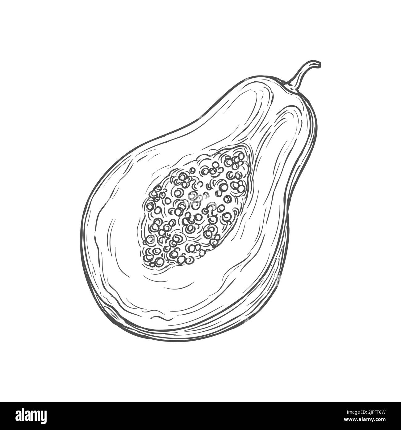 Papaya exotic fruit cut on half isolated sketch. Vector monochrome icon ...