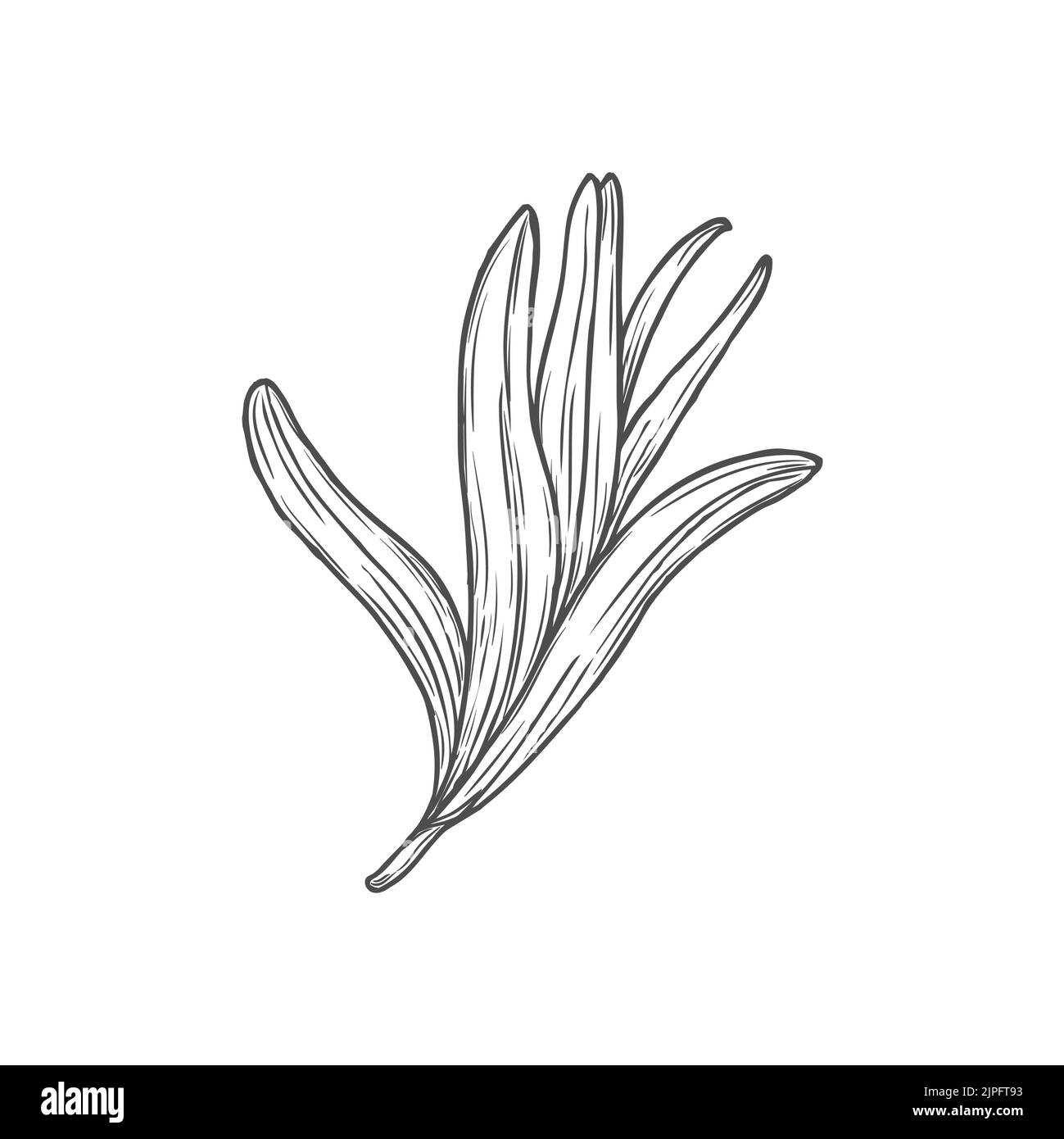 Estragon or tarragon culinary condiment isolated monochrome sketch icon. Vector artemisia dracunculus, essential perennial aromanic leaves. Cooking herb, food condiment, kitchen or medical greens Stock Vector