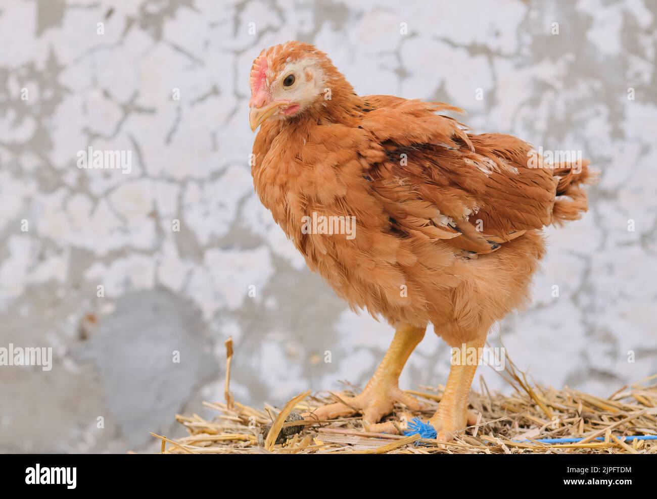 young chicken poultry standing straw bale farm outdoor concrete