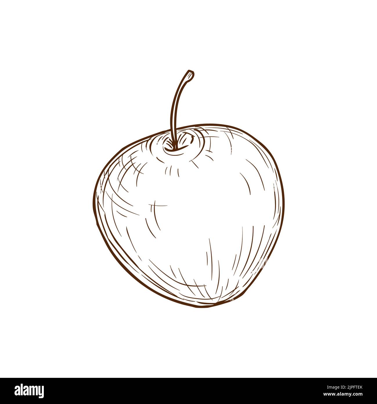 Apple fruit with stem isolated hand drawn sketch. Vector summer food ...