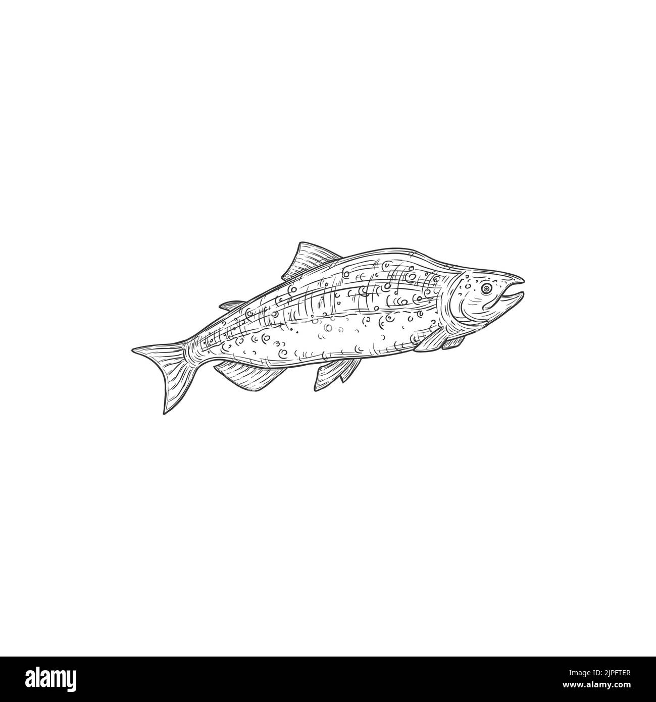 Pink salmon fish species isolated chum or sockeye isolated. Vector herring or sea humpback, trout fish monochrome icon. Seafood sketch fishing sport trophy underwater animal silhouette, pencil drawing Stock Vector