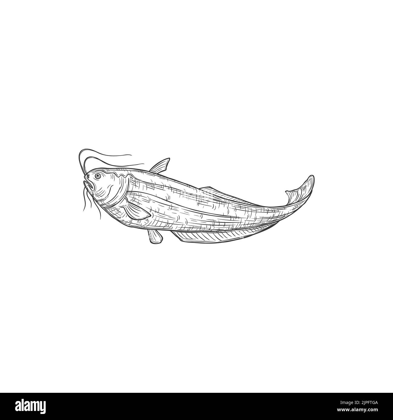 Catfish or sheatfish isolated ray-finished fish monochrome icon. Vecto mekong giant catfish, Candiru toothpick fish with whiskers. Siluridae species, ray-finished catfishes Siluriformes or Nematognath Stock Vector