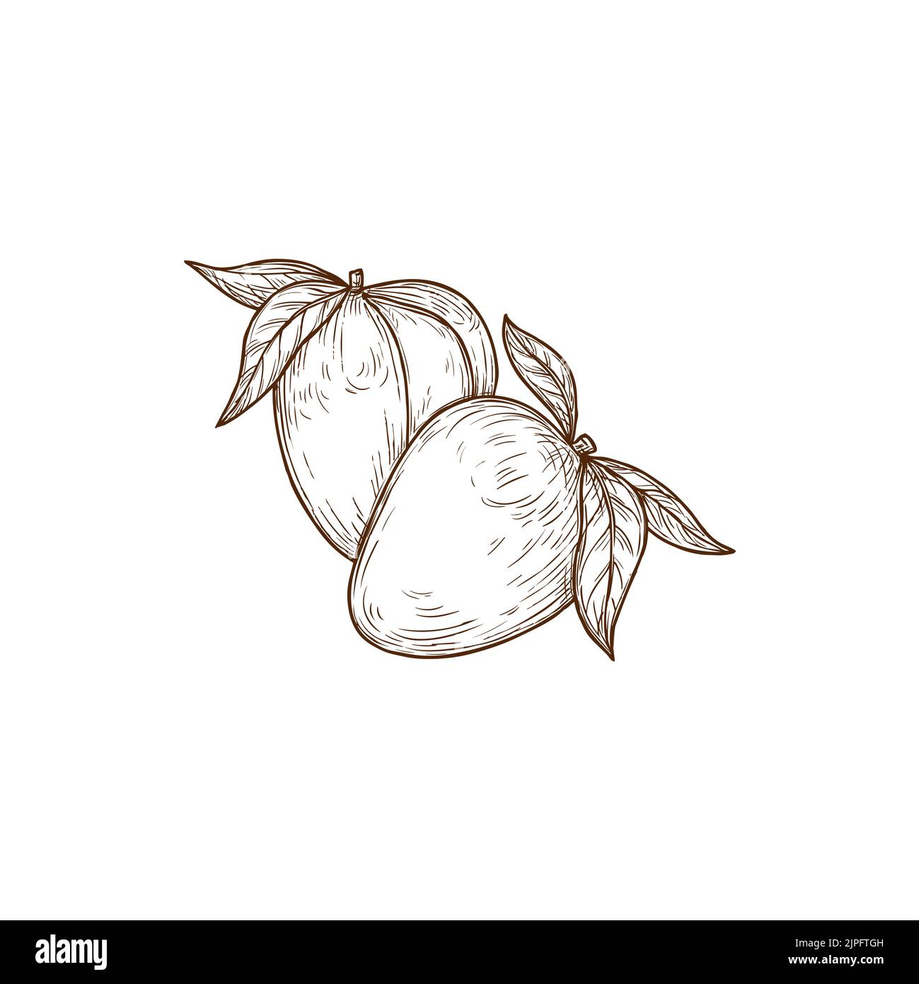Pair of exotic mango fruits with leaves isolated sketch. Vector