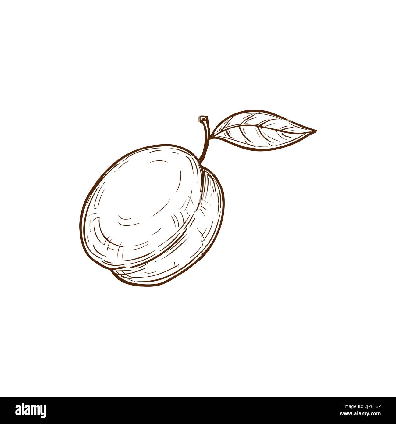 Plum with leaf isolated monochrome sketch. Vector hand drawn apricot, stencil nectarine with leaf etching icon. Peach, pencil drawing summer fruit, vegetarian organic food, healthy dessert Stock Vector
