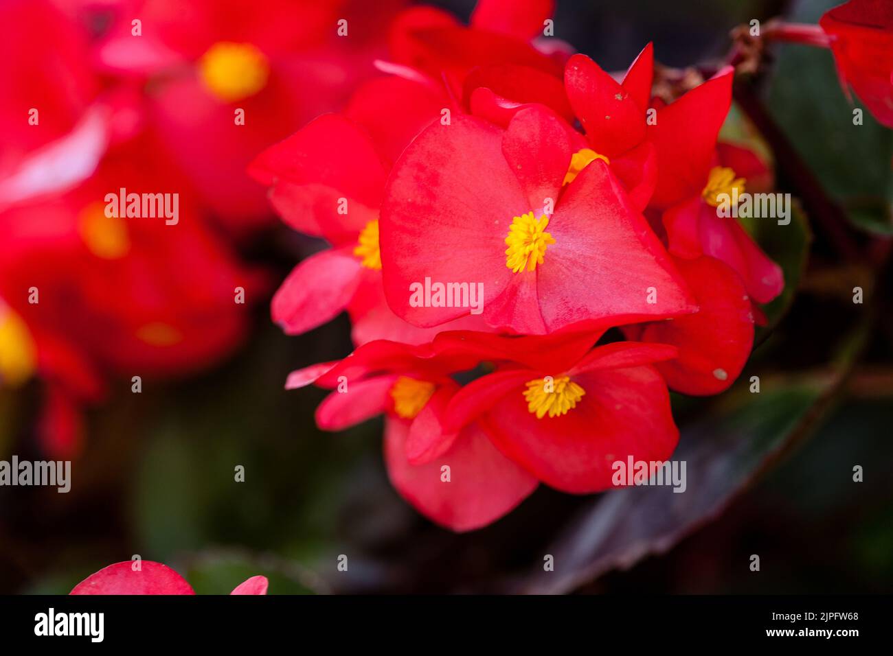 Closeup photo of a Red Bedding Begonia (Begonia cucullata Willd. var. cucullata ) flower Stock Photo