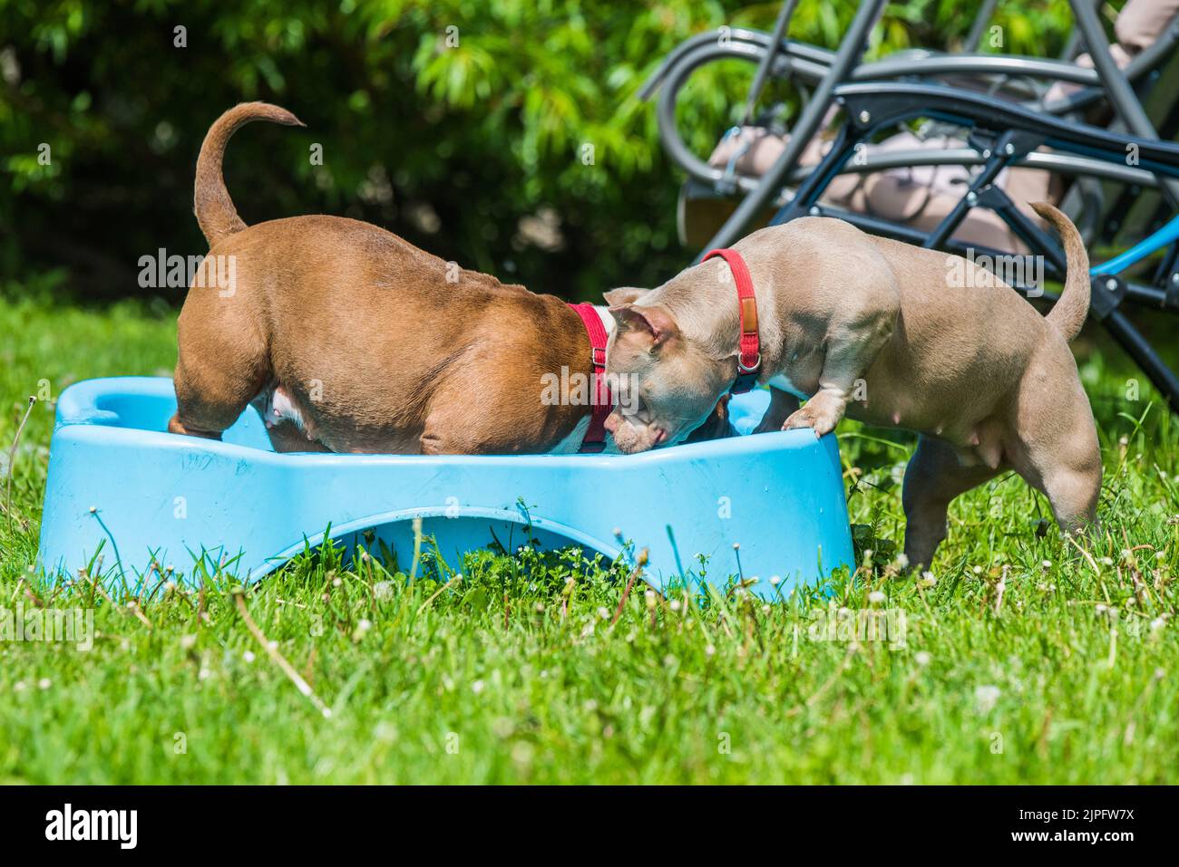 American Bully dogs are swimming in pool Stock Photo
