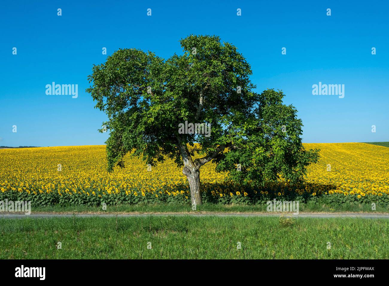 Growing sunflowers(Helianthus annuus)huge field under blue sky