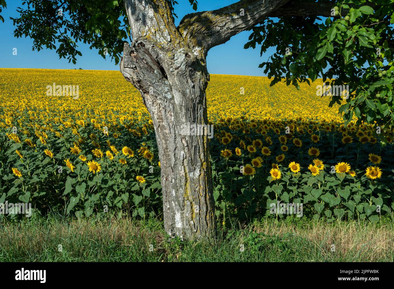 Growing sunflowers(Helianthus annuus)huge field under blue sky. Auvergne Rhone Alpes, France Stock Photo