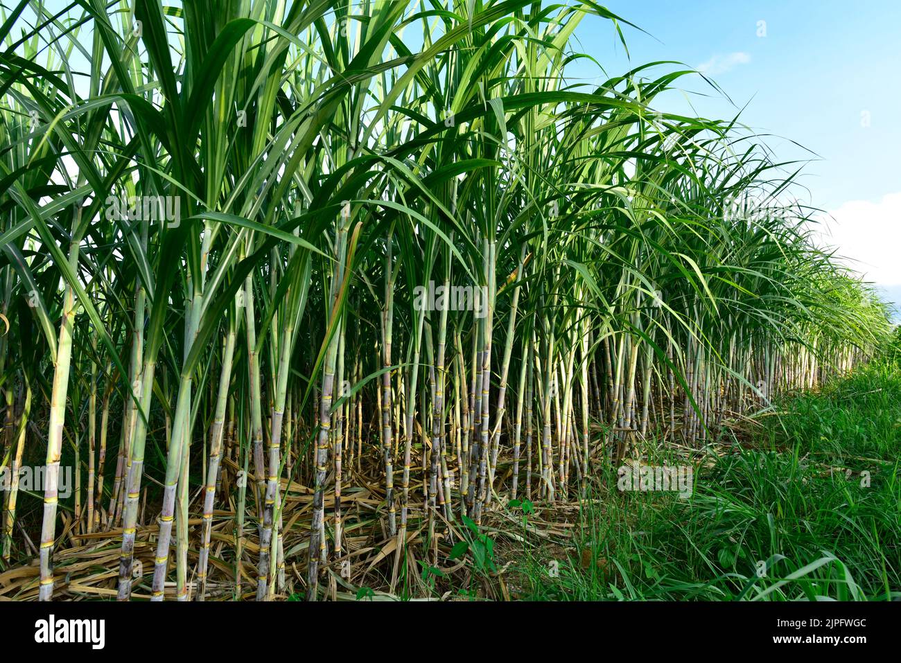 Sugarcane field with full grown crop sugar cane agricultural economy Sugarcane field with full grown crop sugar cane agricultural economy