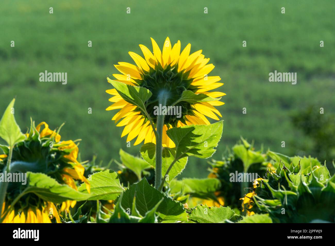 View of growing sunflowers(Helianthus annuus)huge field under blue sky. Auvergne Rhone Alpes, France Stock Photo