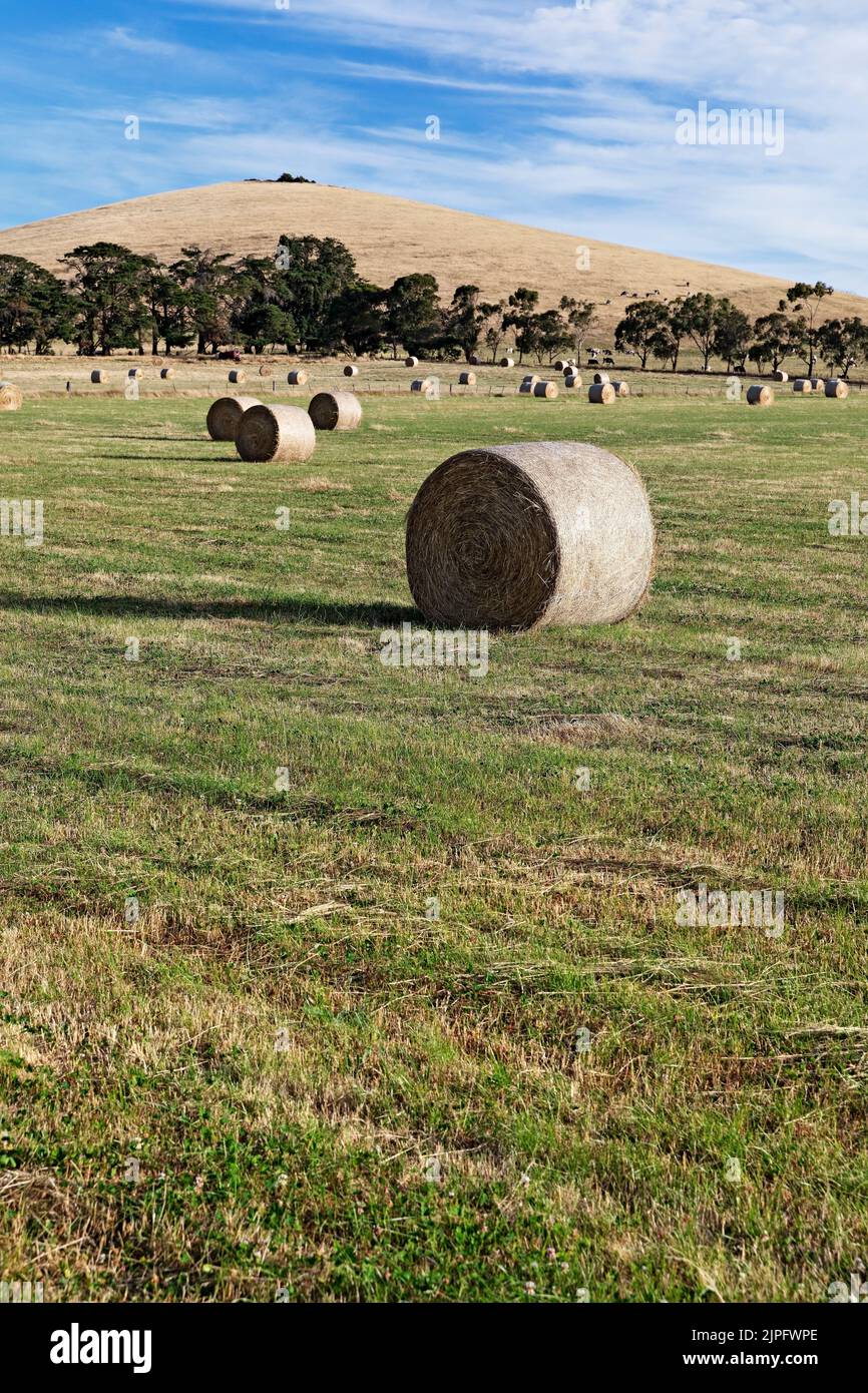 Balllarat Australia /  Hay bales in a field at Blowhard in Ballarat's surrounding rural areas. Stock Photo