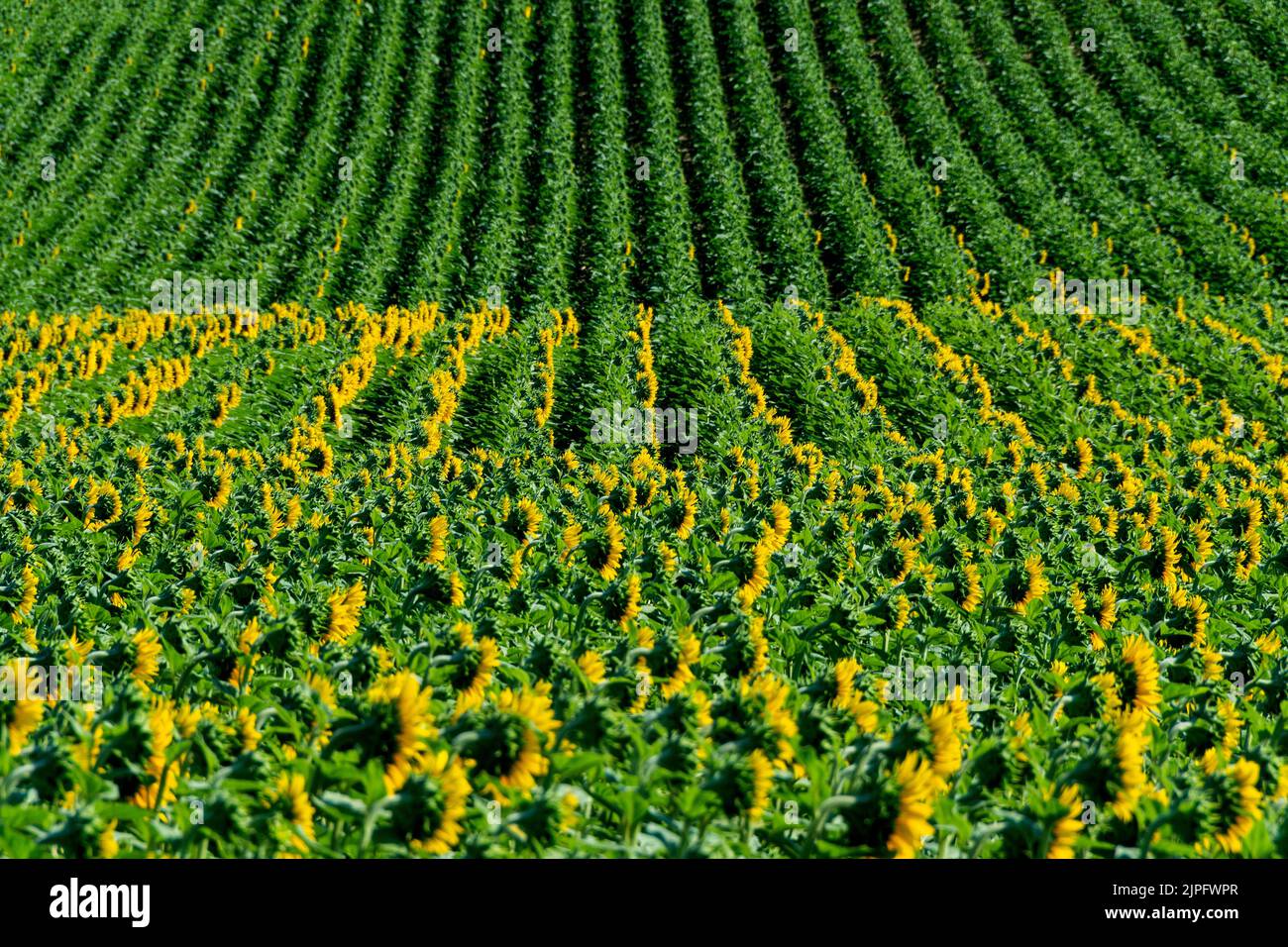 View of growing sunflowers(Helianthus annuus)huge field under blue sky. Auvergne Rhone Alpes, France Stock Photo