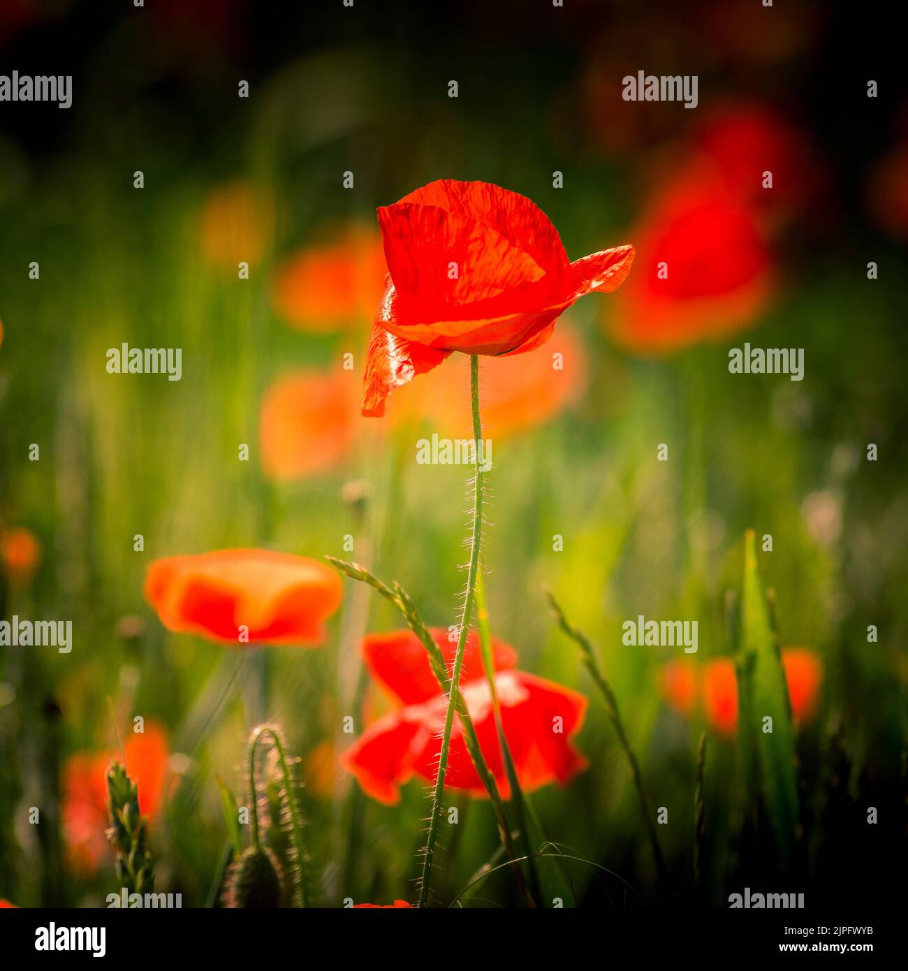 A field of red poppy flowers Stock Photo