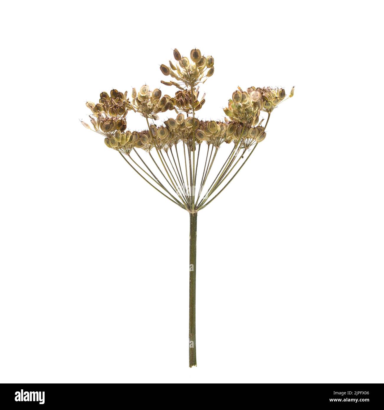 Dry hogweed isolated on a white background Stock Photo