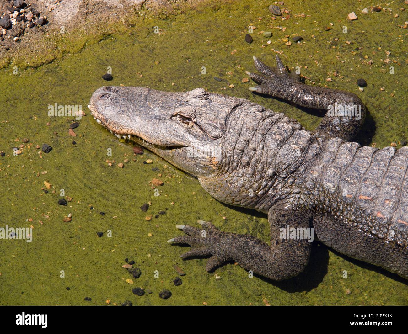 Mississippi alligator in a zoo under the sunlight Stock Photo