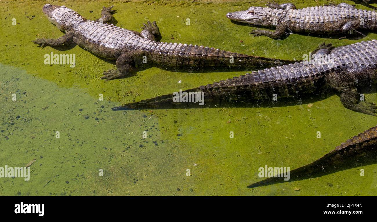 Mississippi alligator in a zoo under the sunlight Stock Photo
