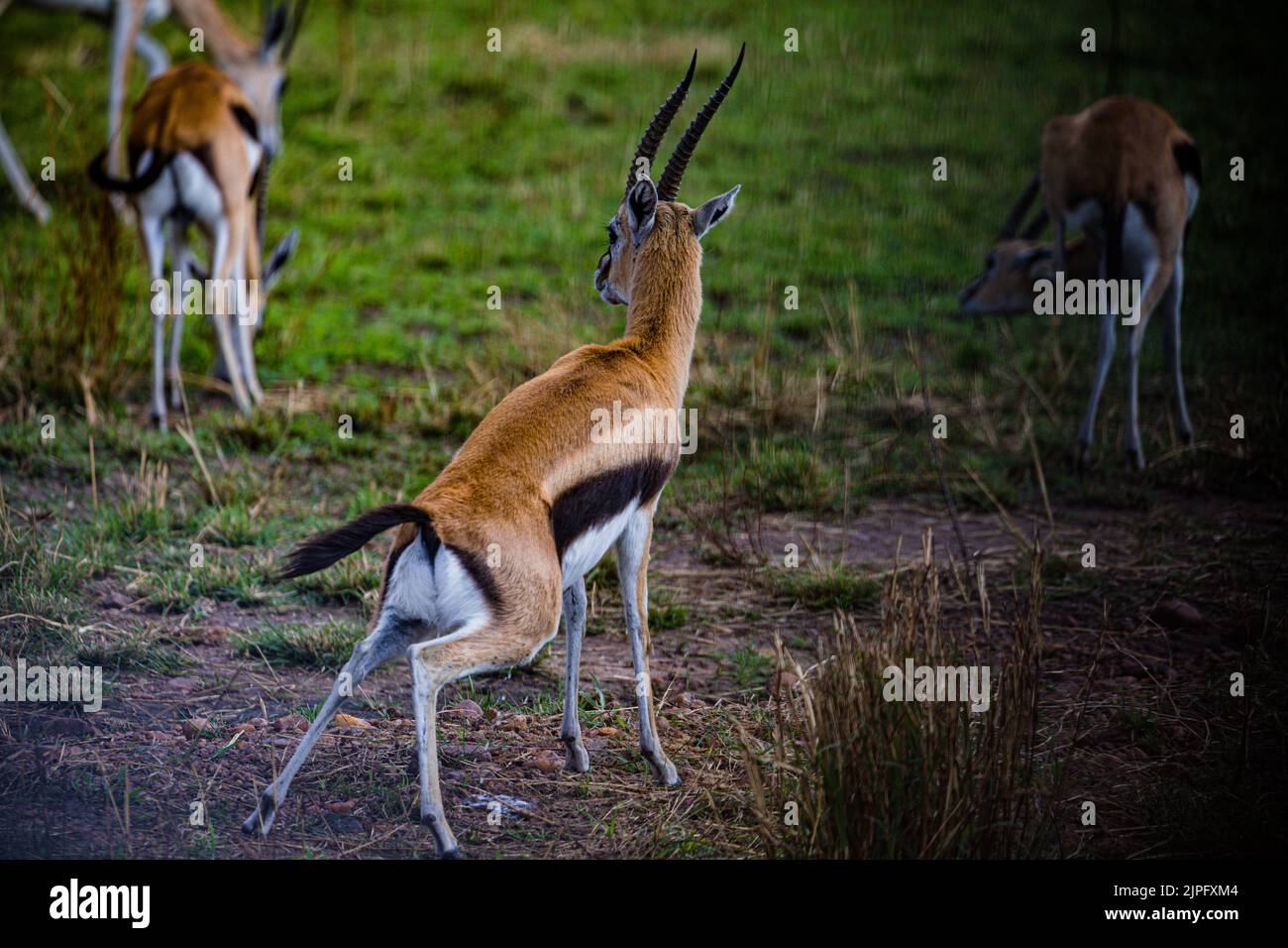Serengeti plain gazelle graze hi-res stock photography and images - Alamy