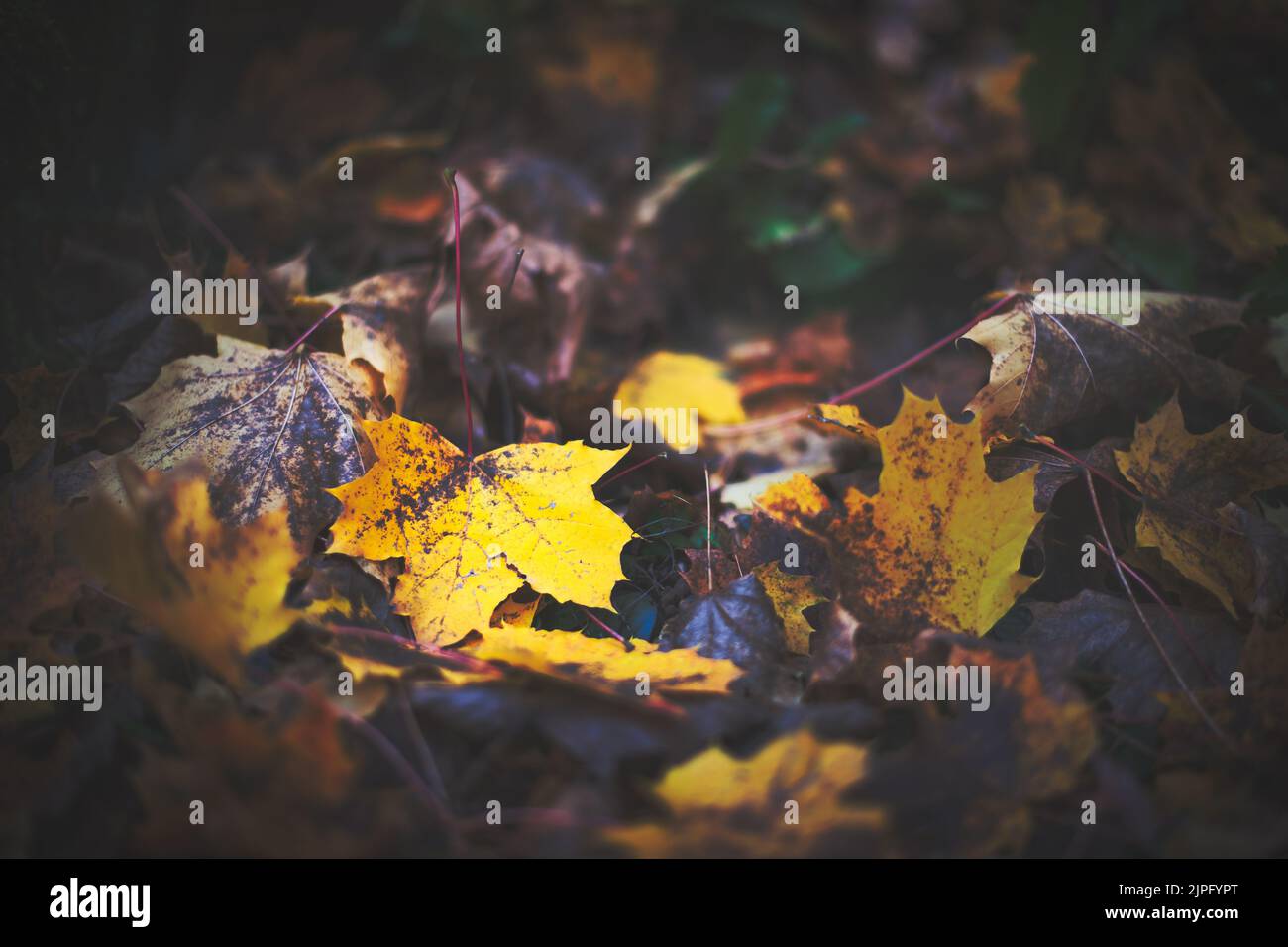 Yellow autumn leaf on the ground Stock Photo - Alamy