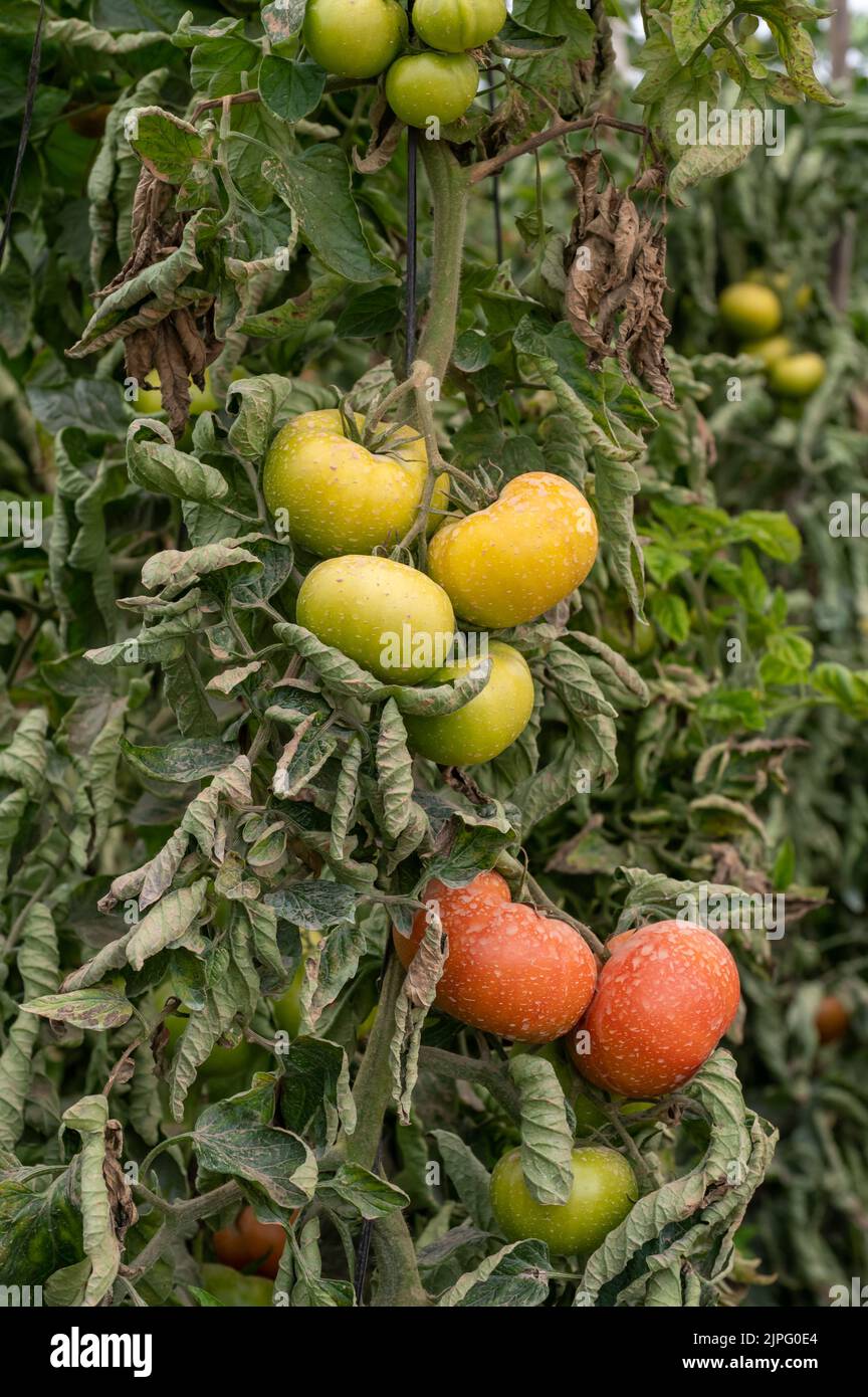 Plastic greenhouse with plantation of big red salad tomatoes vegetables