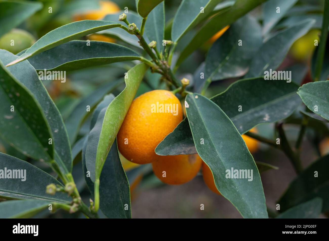 Yellow ripe sweet kumquat or cumquat citrus fruits on plant ready to