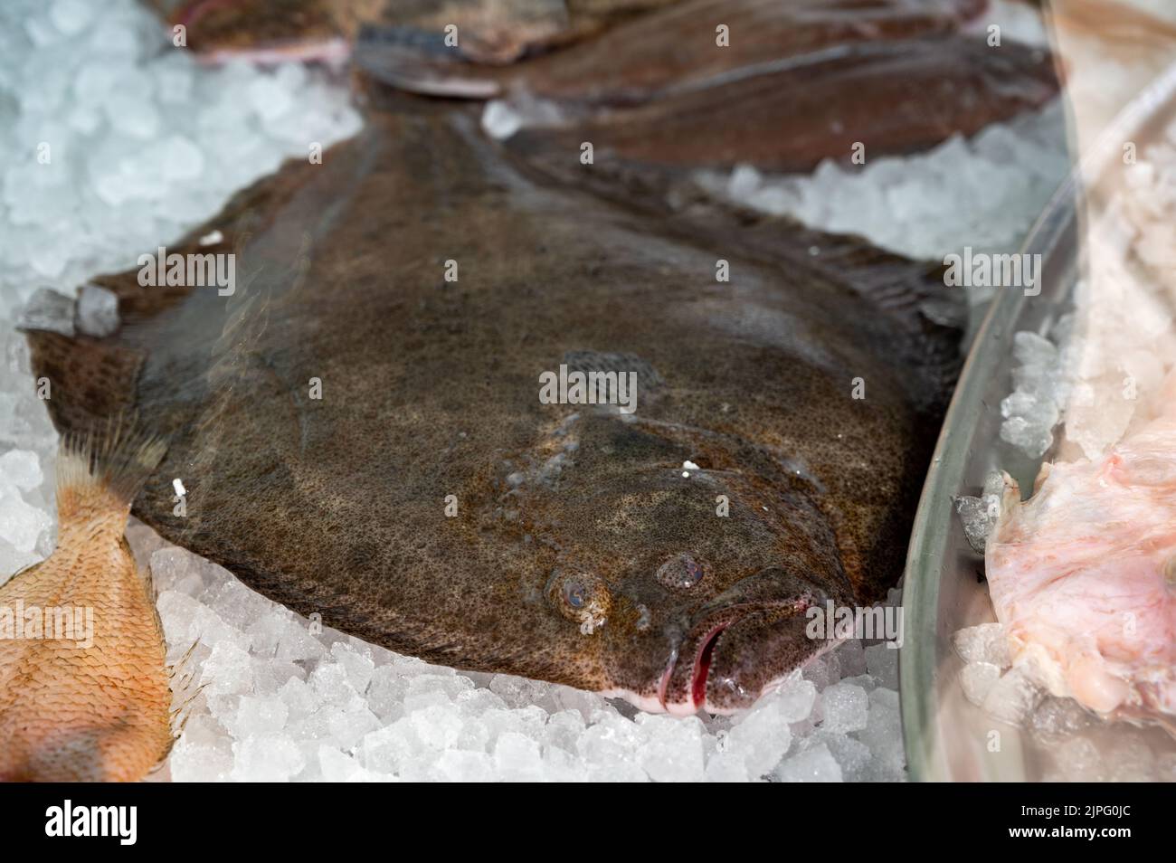 Catch of the day, fresh raw flounder flatfish on ice, healthy seafood