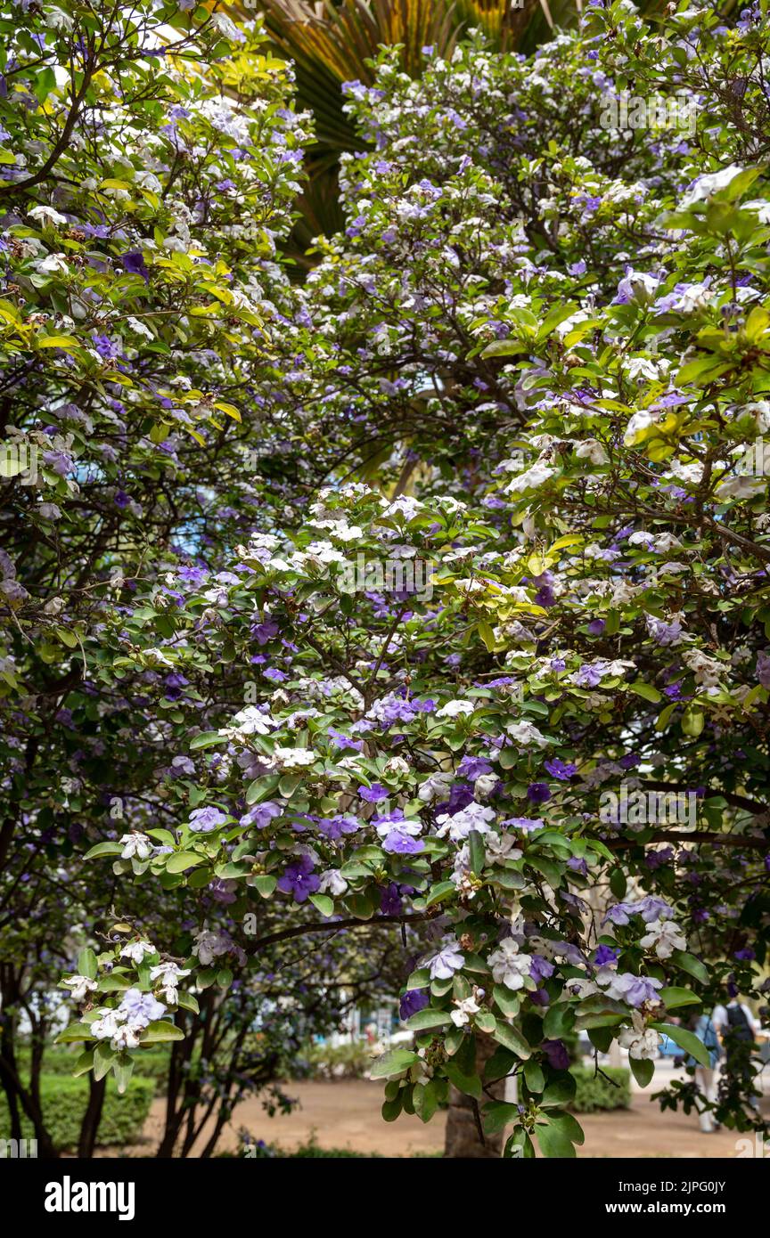 Double color blossom of ornamental brunfelsia pauciflora tropical free with white and purple flowers Stock Photo