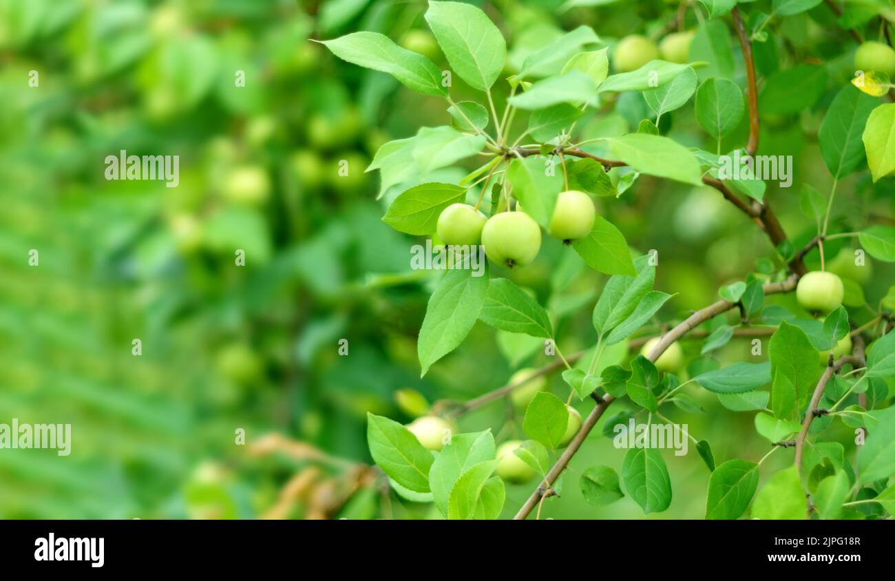 Delicious green apples close up hanging from a tree branch in an apple ...