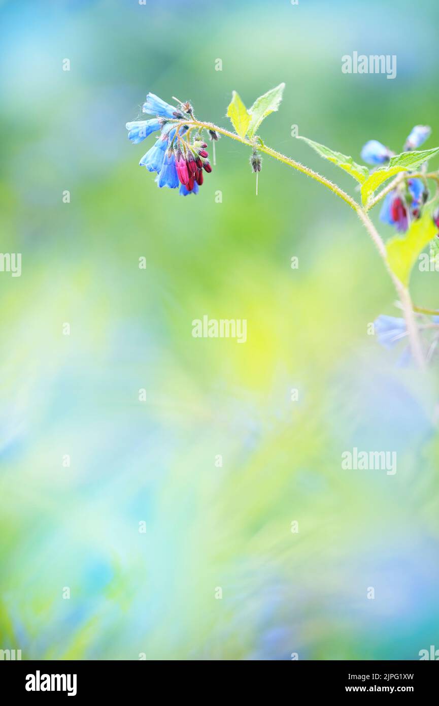 Common Comfrey, Symphytum officinale, flowers, blurred bokeh background. Stock Photo