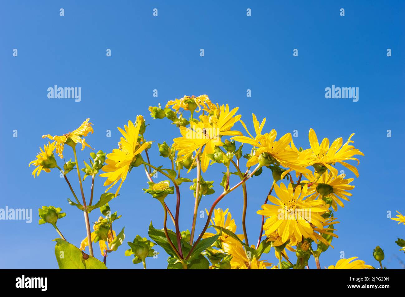Compass plant, Silphium laciniatum, in full bloom against clear blue summer sky. Stock Photo