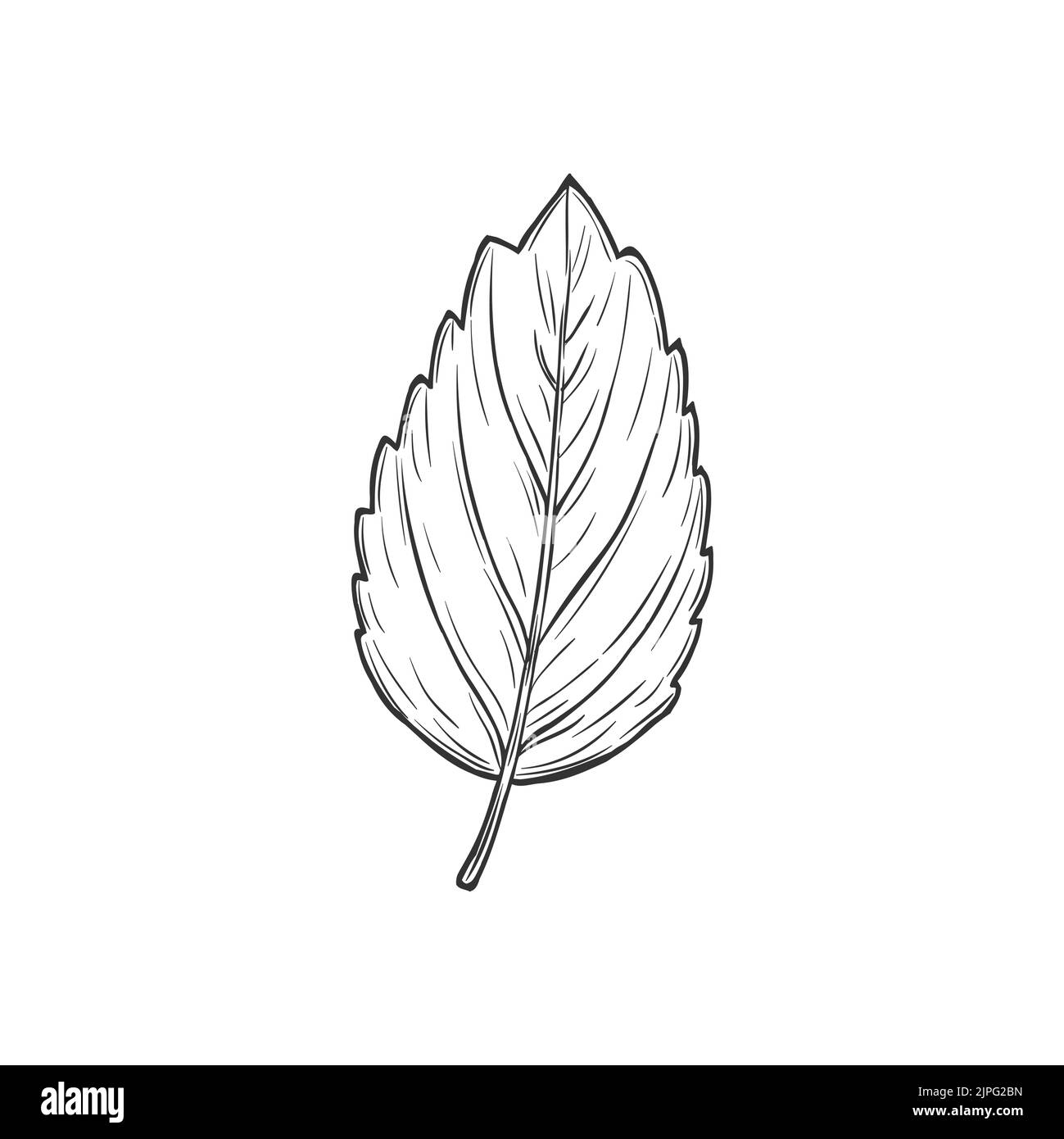 European hornbeam foliage, american horbeams leafage isolated monochrome icon. Vector blue-beech and musclewood, Elm or hornbeam leaf plant sketch icon. Carpinus birch leafage, hand drawn ulmus Stock Vector