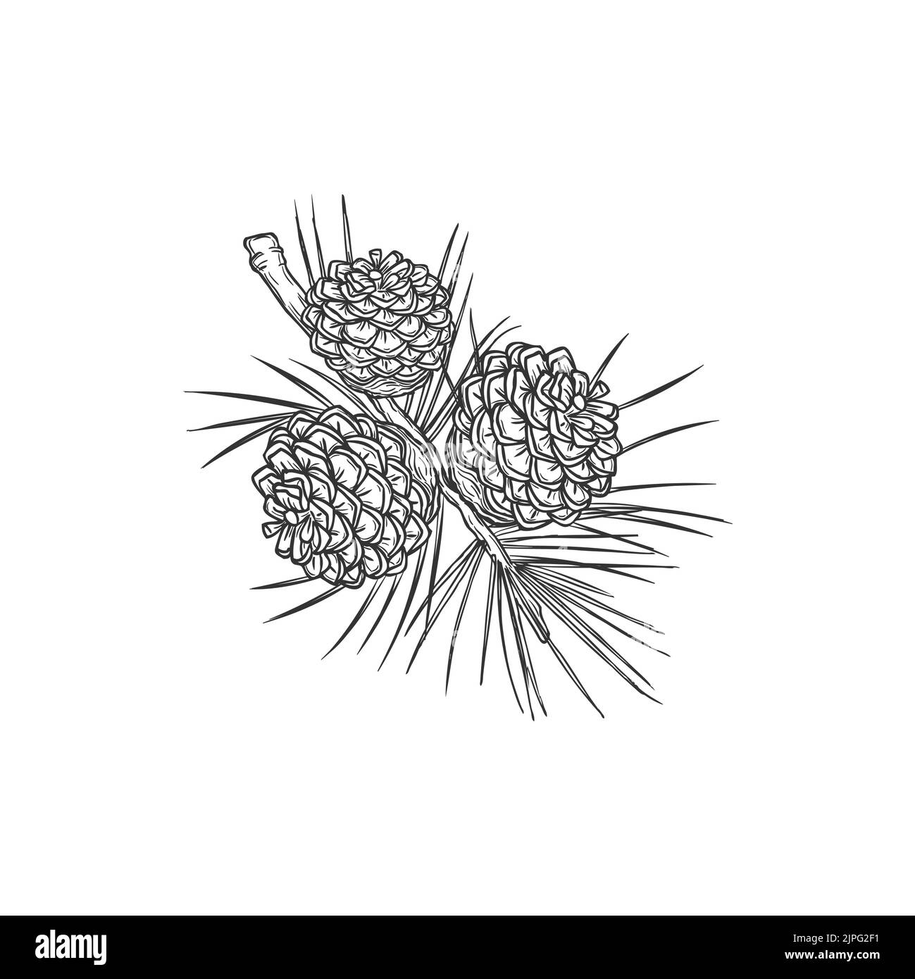 Three cones on fir branch isolated monochrome icon. Vector Christmas ...