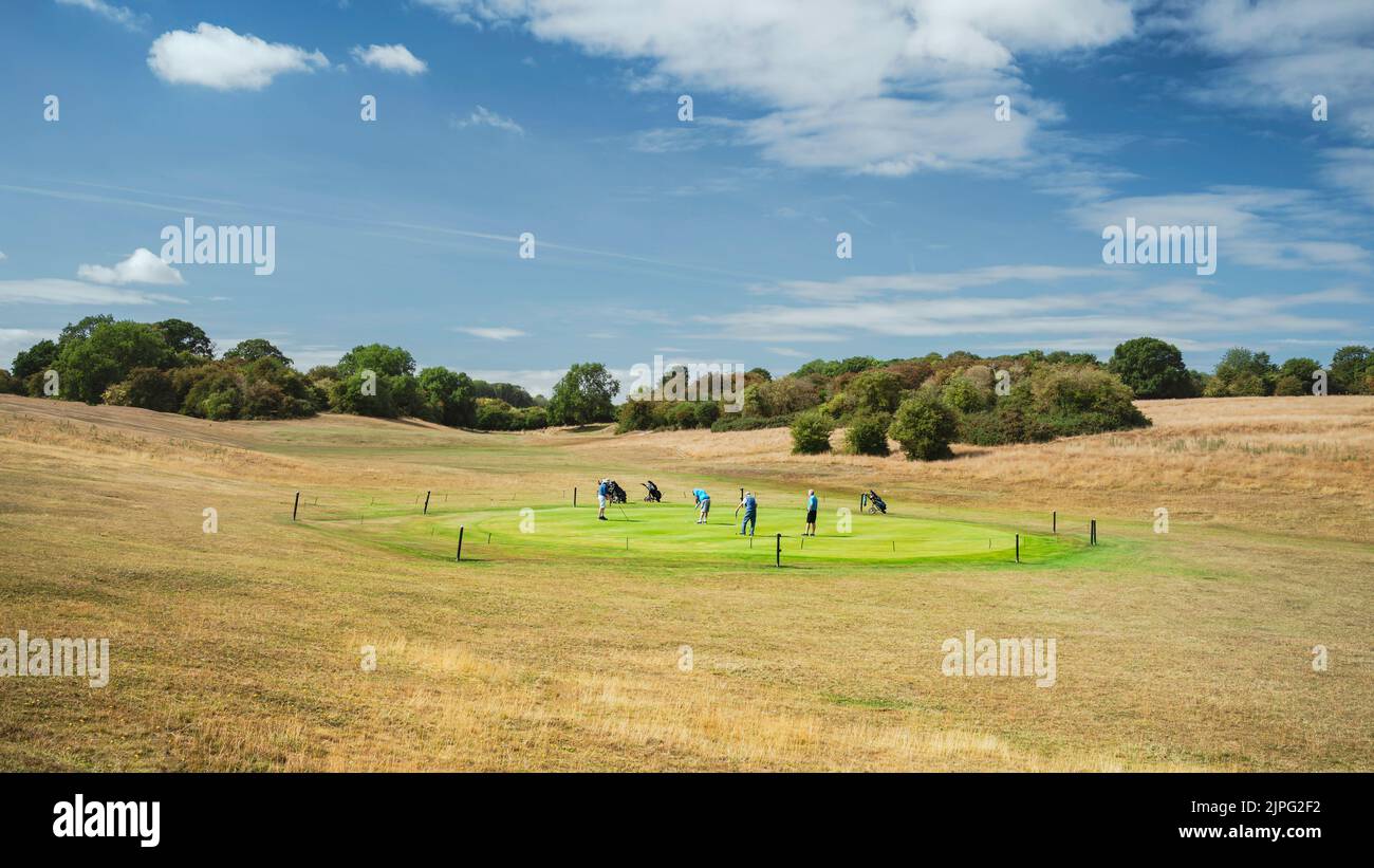 Golfers surrounded by parched grassland playing on putting green freshly watered during extreme heatwave on the Westwood, Beverley, UK. Stock Photo