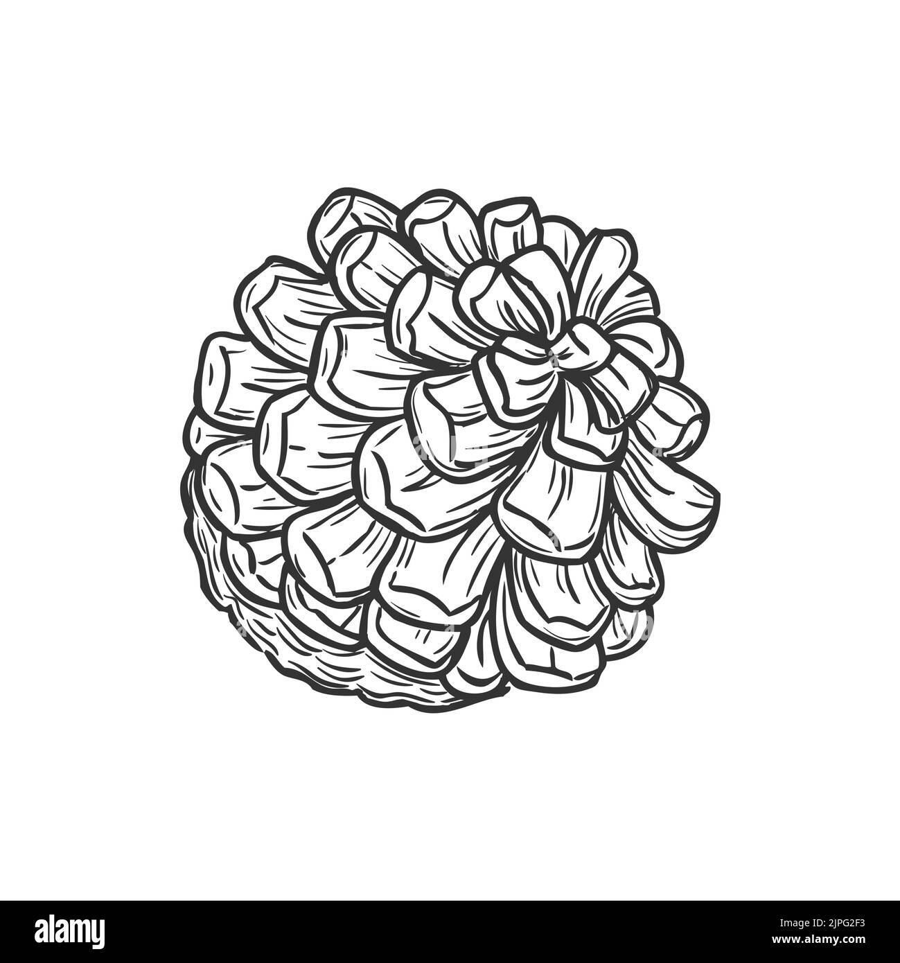 Vector pine cone isolated monochrome sketch icon New Year and Christmas decoration, pinecone hand drawn. Spruce and fir-tree plant, autumn season decor element, botanica pinecone pencil drawing Stock Vector