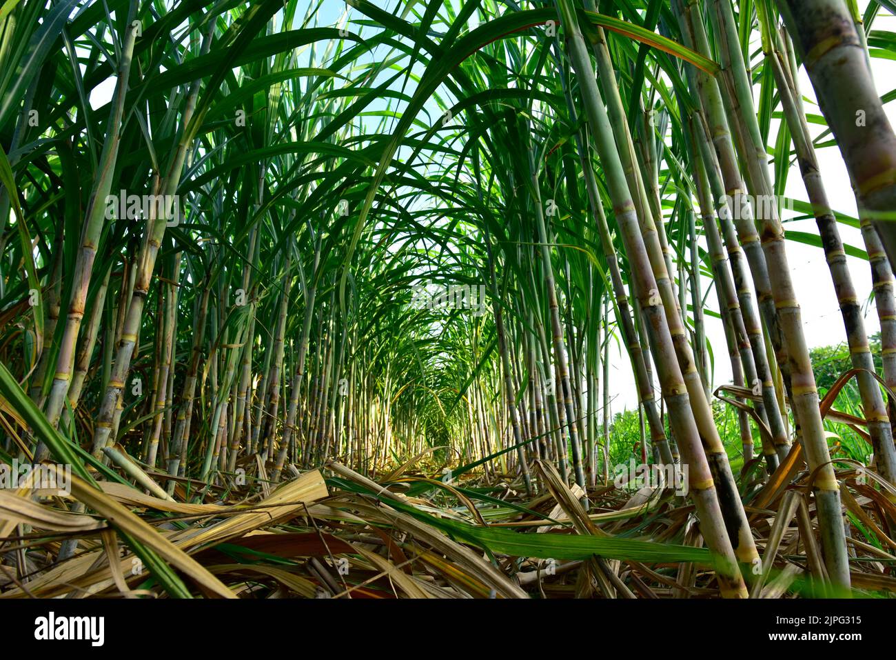 Sugarcane field with full grown crop, sugar cane agricultural economy