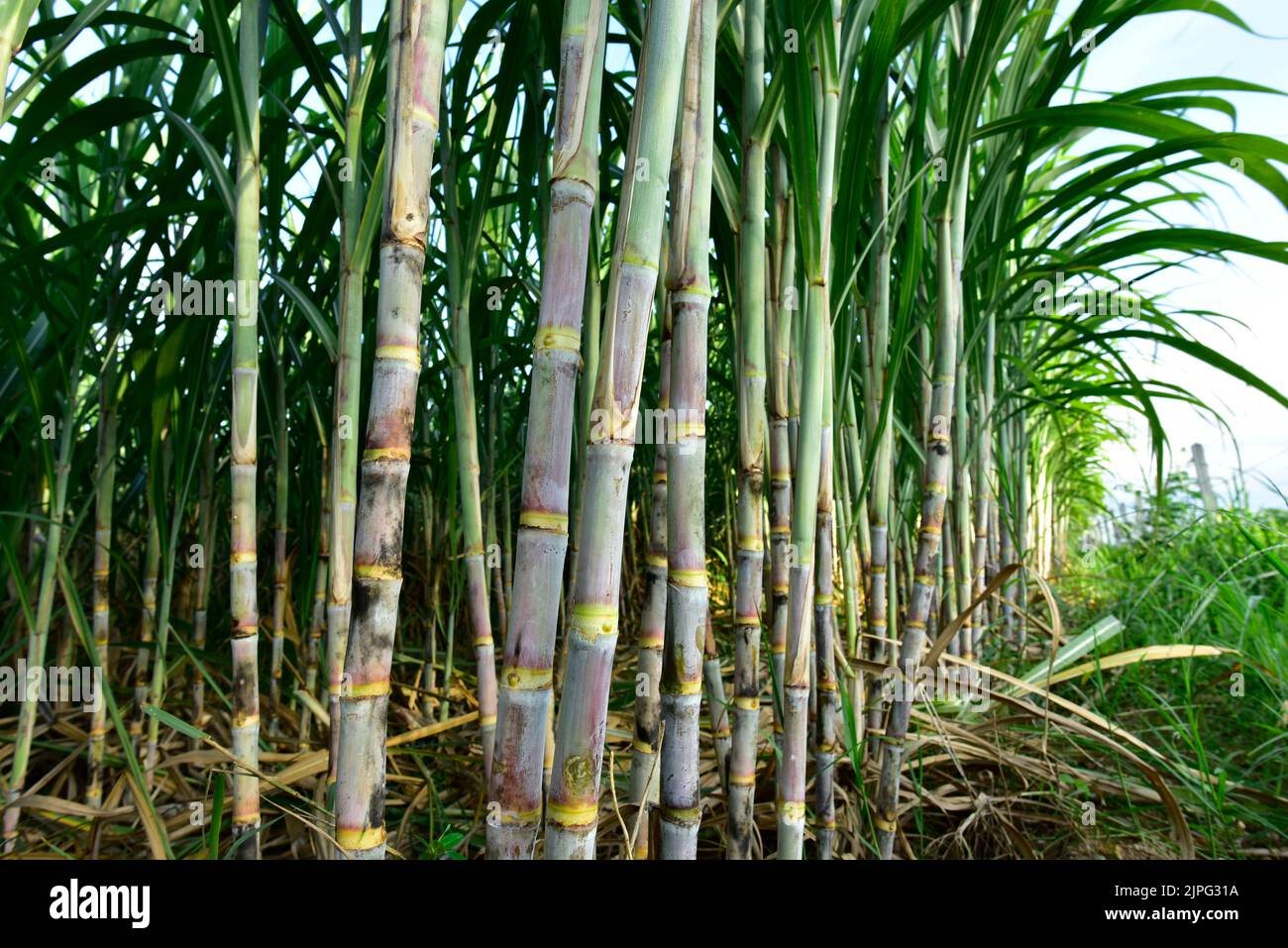 Sugarcane field with full grown crop, sugar cane agricultural economy