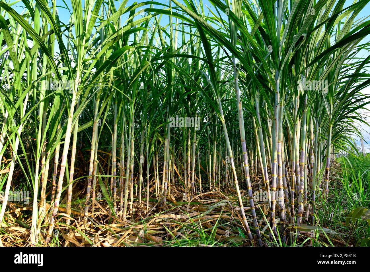 Sugarcane field with full grown crop, sugar cane agricultural economy