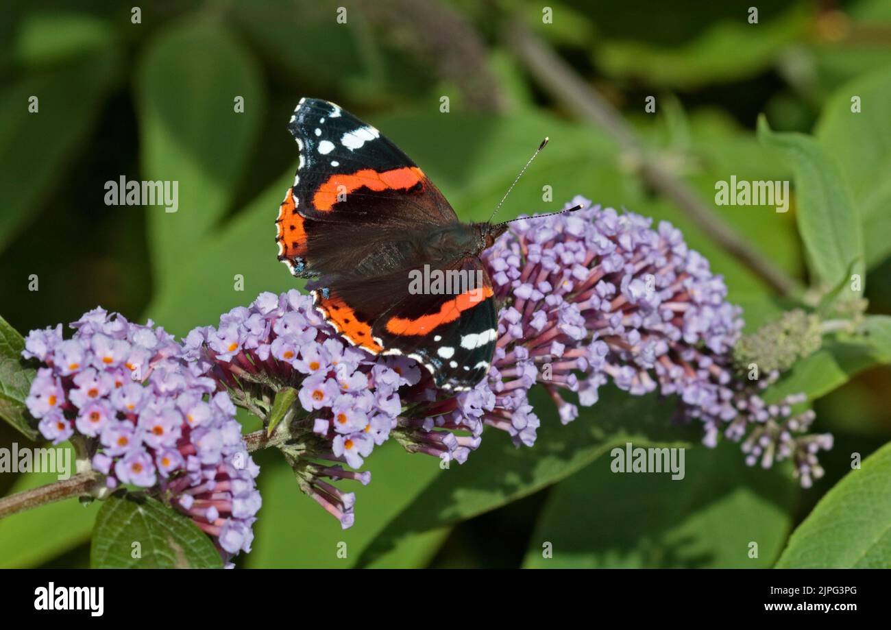 Red Admiral Butterfly (vanessa atalanta) Stock Photo