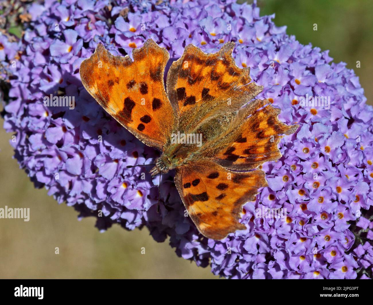 Comma Butterfly (polygonia c-album) Stock Photo