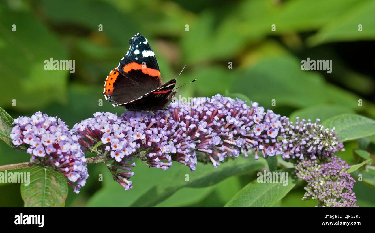 Red Admiral Butterfly (vanessa atalanta) Stock Photo