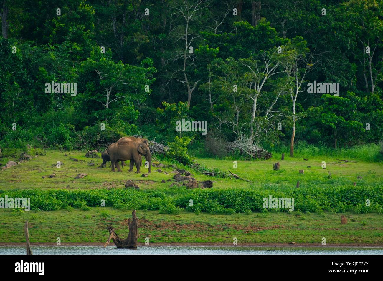 Elephants on the banks of Kabini river, Karnataka, India Stock Photo