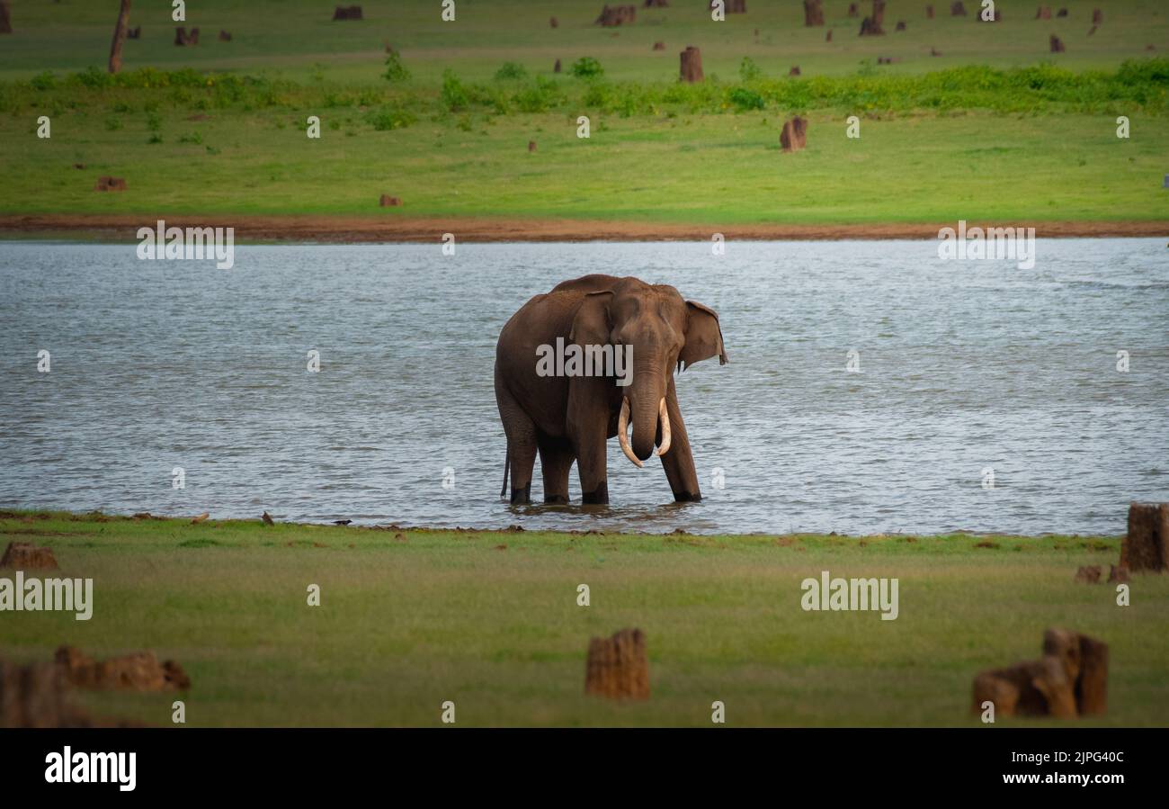 Elephant drinking water from kabini River, Karnataka, India, Asia Stock Photo